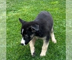 Small Photo #22 German Shepherd Dog Puppy For Sale in JURUPA VALLEY, CA, USA