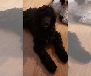 Poodle (Standard) Puppy for sale in WILLIAMSBURG, VA, USA