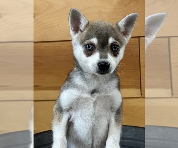 Medium Photo #12 Alaskan Klee Kai-Pomeranian Mix Puppy For Sale in ATHENS, WI, USA