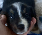 Small Photo #3 Miniature American Shepherd Puppy For Sale in PLACERVILLE, CA, USA
