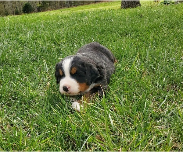 Medium Photo #4 Bernese Mountain Dog Puppy For Sale in NORWOOD, MO, USA
