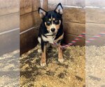 Small #1 Bernese Mountain Dog-Huskies  Mix