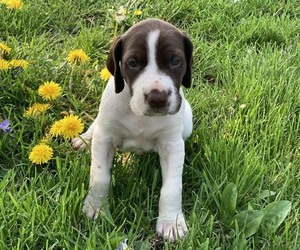 German Shorthaired Pointer Puppy for sale in PLEASANTVILLE, IA, USA