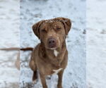 Small #8 Labrador Retriever Mix