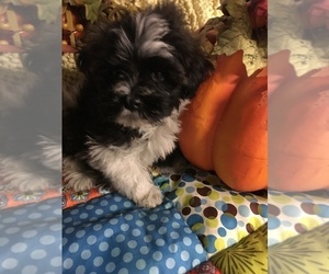 Havanese Puppy for sale in LIVONIA, MI, USA