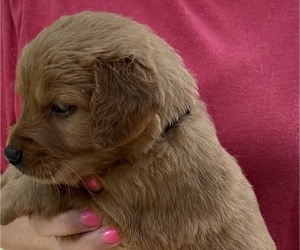 Golden Retriever Puppy for sale in MCCOMB, MS, USA