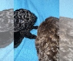 Small Photo #2 Poodle (Toy) Puppy For Sale in MURFREESBORO, TN, USA