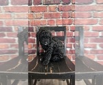 Puppy Queen Charlotte Bernedoodle
