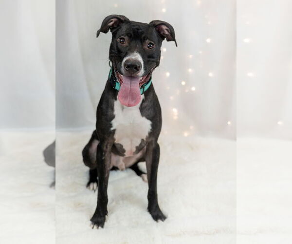 Medium Photo #9 Labrador Retriever-Unknown Mix Puppy For Sale in Princeton, MN, USA