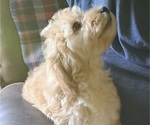 Small #1 Goldendoodle-Poodle (Toy) Mix