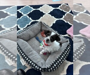 YorkiePoo Puppy for sale in ZEBULON, NC, USA