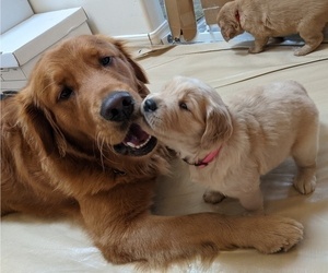 Father of the Golden Retriever puppies born on 03/12/2023