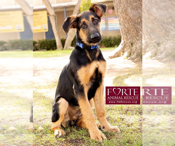Medium Photo #2 German Shepherd Dog-Unknown Mix Puppy For Sale in Marina del Rey, CA, USA