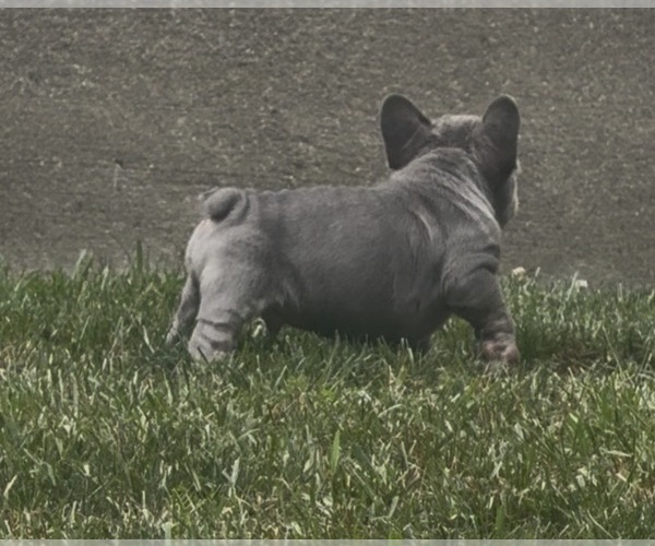 Medium Photo #21 French Bulldog Puppy For Sale in SUSSEX, WI, USA