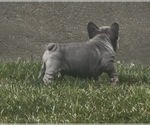 Small #9 French Bulldog