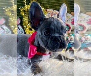 French Bulldog Puppy for sale in HEATHROW, FL, USA