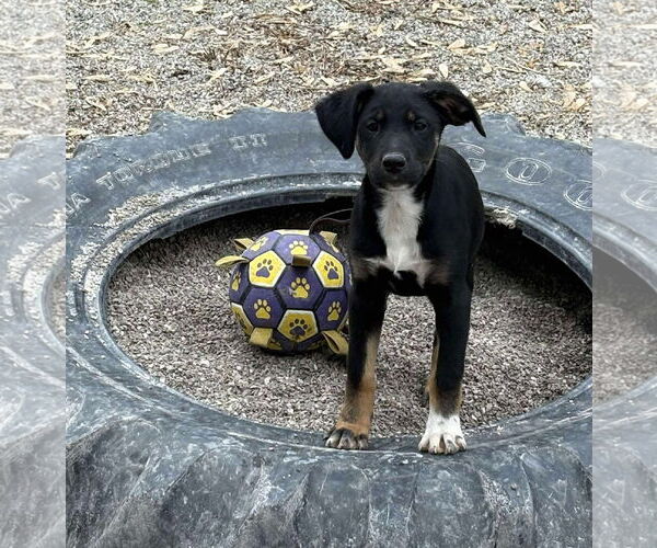 Medium Photo #1 Boxer-Unknown Mix Puppy For Sale in MIDWAY, UT, USA