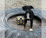 Small Boxer Mix