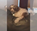 Small #13 Hava-Apso