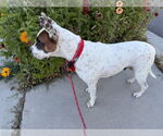 Small #6 American Pit Bull Terrier Mix