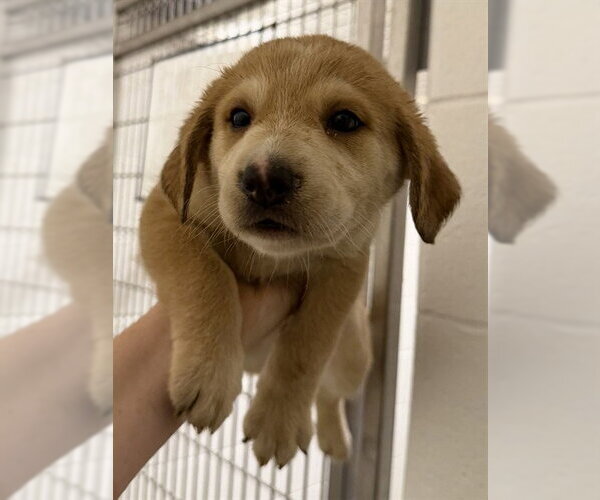 Medium Photo #1 Great Dane-Labrador Retriever Mix Puppy For Sale in Houston, TX, USA