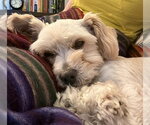 Small #1 Maltese Mix