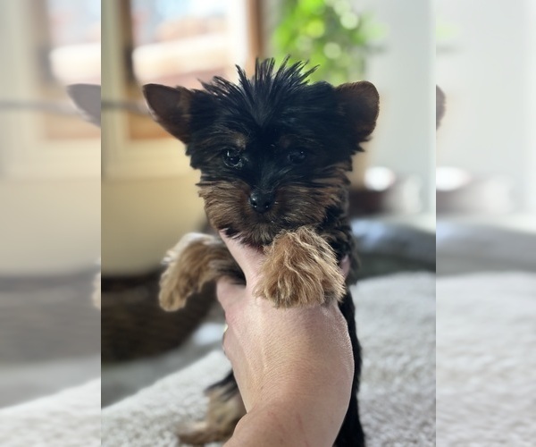 Medium Photo #2 Yorkshire Terrier Puppy For Sale in ELMHURST, IL, USA