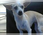 Small Chihuahua
