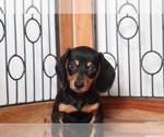 Small Photo #2 Dachshund Puppy For Sale in NAPLES, FL, USA