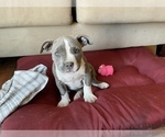 Small Photo #27 American Bully Puppy For Sale in LUBBOCK, TX, USA