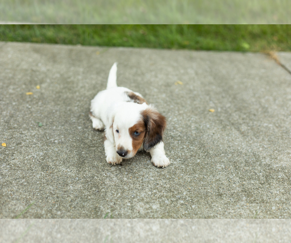 Medium Photo #8 Dachshund Puppy For Sale in BREMEN, IN, USA
