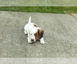 Small #7 Dachshund
