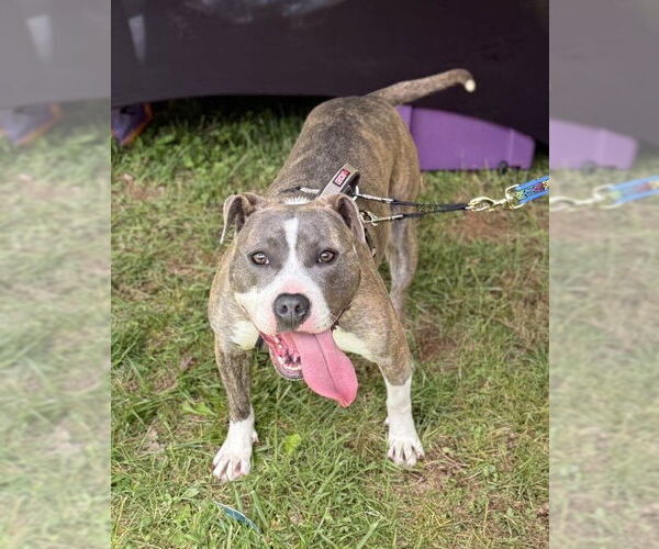 Medium Photo #2 American Pit Bull Terrier-Unknown Mix Puppy For Sale in Spotsylvania, VA, USA