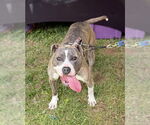 Small #1 American Pit Bull Terrier Mix