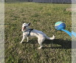 Small #2 Border Collie Mix