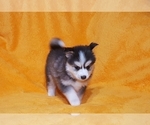Small Photo #20 Pomsky Puppy For Sale in RAMONA, CA, USA