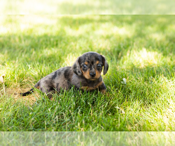 Medium Photo #1 Dachshund Puppy For Sale in NAPPANEE, IN, USA