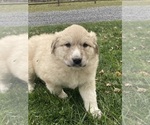Small #3 Great Pyrenees