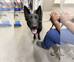 Small German Shepherd Dog