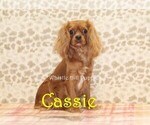 Small Photo #1 Cavapoo (Miniature) Puppy For Sale in DENVER, PA, USA