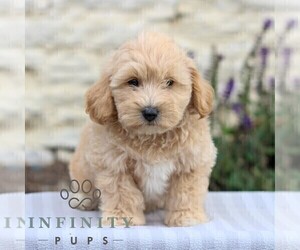 Maltipoo Puppy for sale in LEBANON, PA, USA