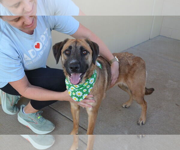 Medium Photo #1 Black Mouth Cur-Unknown Mix Puppy For Sale in McKinney, TX, USA