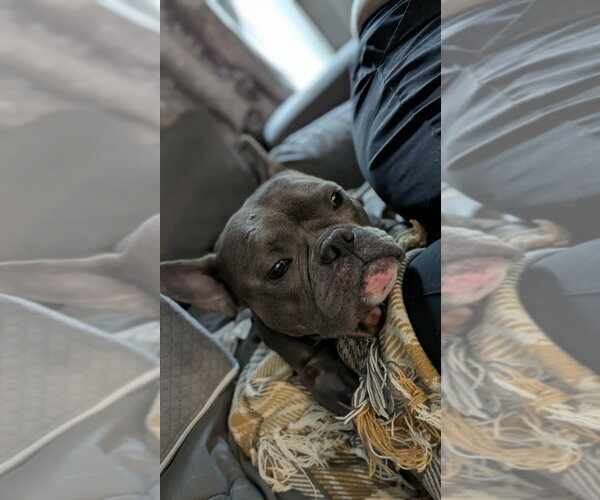 Medium Photo #2 Free-Lance Bulldog Puppy For Sale in Brights Grove, Ontario, Canada