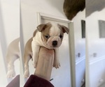 Small #1 Boston Terrier