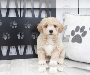 Poochon Puppy for sale in MARIETTA, GA, USA