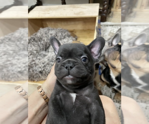Medium Photo #2 French Bulldog Puppy For Sale in CLEARWATER, FL, USA