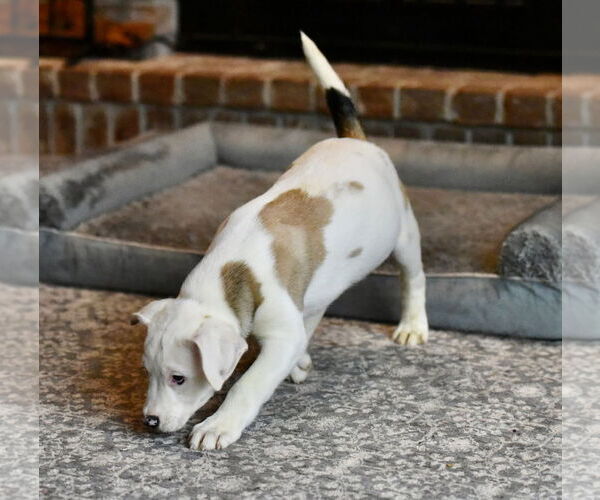 Medium Photo #2 American Bulldog-Labrador Retriever Mix Puppy For Sale in Mechanicsburg, PA, USA