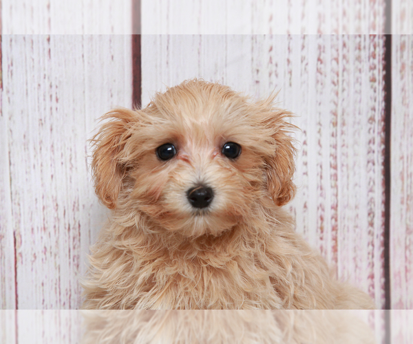 Medium Photo #4 Maltipoo Puppy For Sale in MARIETTA, GA, USA