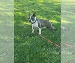 Small Boston Terrier