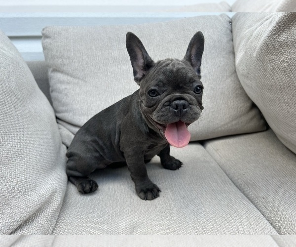 Medium Photo #1 French Bulldog Puppy For Sale in BROOKLYN, NY, USA